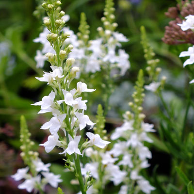 Linaria Springside White -линария бяла (1573)